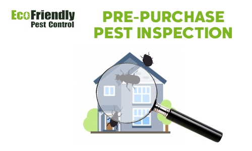 Pre-purchase Termite Inspection Bickley