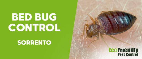 Bed Bug Control Sorrento  