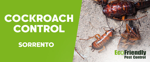 Cockroach Control Sorrento   