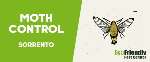 Moth Control Sorrento  