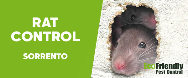 Rat Pest Control Sorrento  