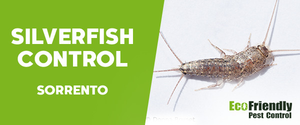 Silverfish Control Sorrento  