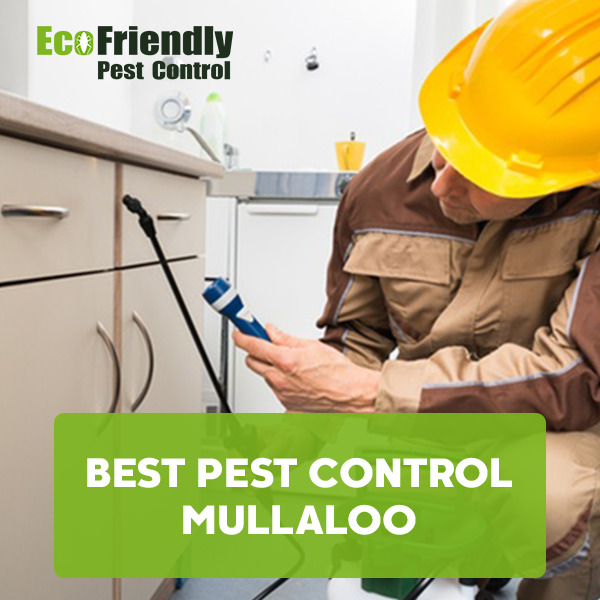 Best Pest Control Mullaloo