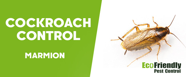 Cockroach Control Marmion 