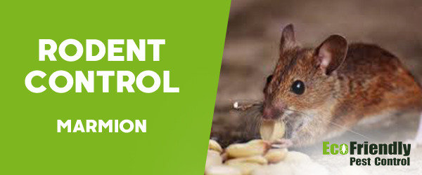 Rodent Treatment Marmion