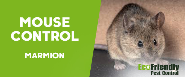 Mouse Control Marmion