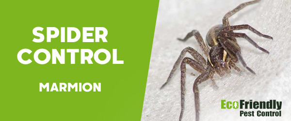 Spider Control Marmion