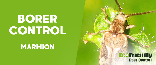 Borer Control Marmion