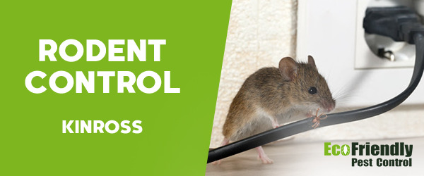 Rodent Treatment Kinross