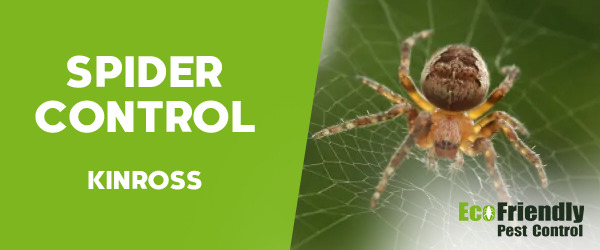 Spider Control Kinross