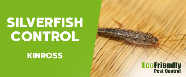 Silverfish Control Kinross