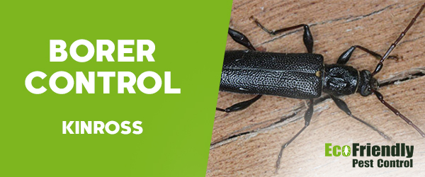 Borer Control Kinross