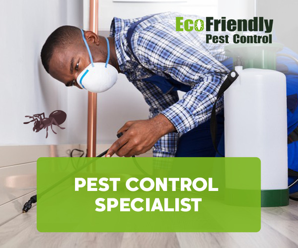 Pest Control Kingsley