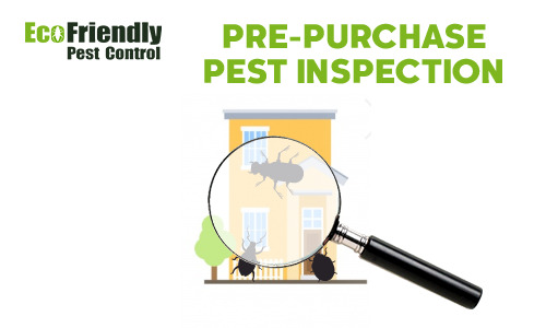 Pre-purchase Termite Inspection Hillarys