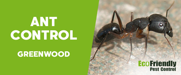 Ant Control Greenwood