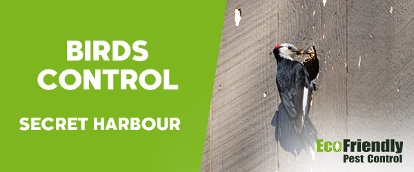 Pest Control Secret Harbour