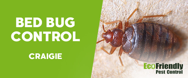 Bed Bug Control Craigie