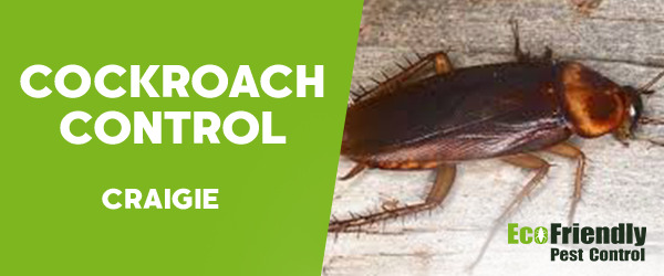 Cockroach Control Craigie 