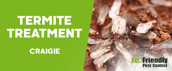 Termite Control Craigie