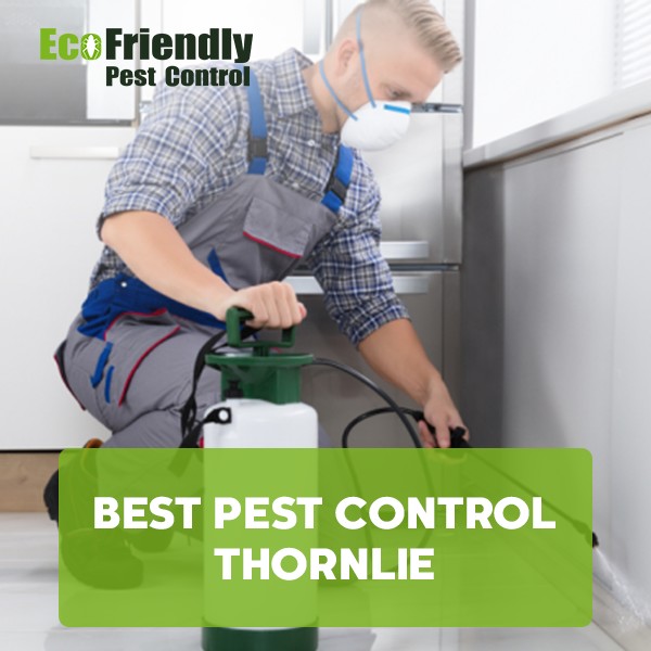 Pest Control Thornlie