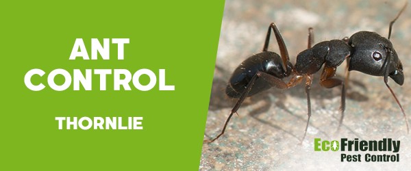 Pest Control Thornlie