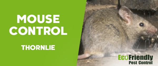 Pest Control Thornlie