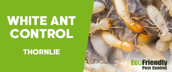 Pest Control Thornlie