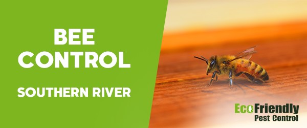 Bee Control Southern River