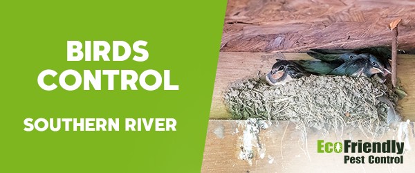 Birds Control Southern River