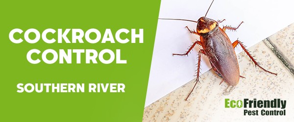 Cockroach Control Southern River 