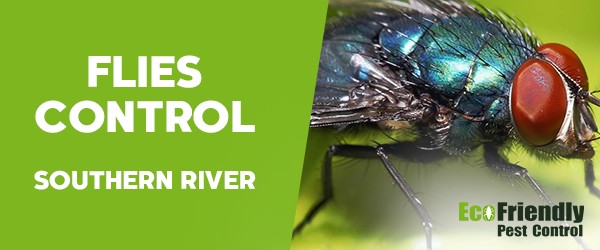 Flies Control Southern River