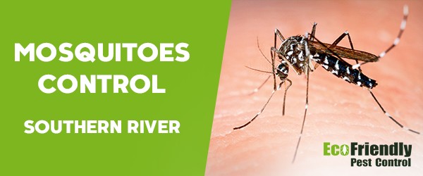 Mosquitoes Control Southern River