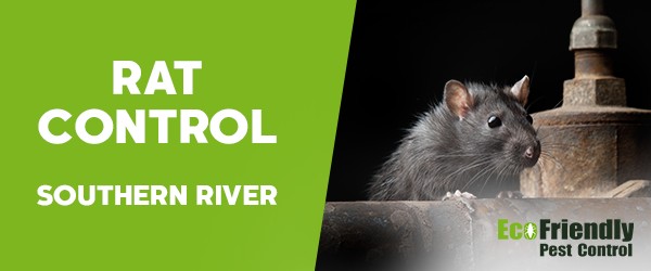 Rat Pest Control Southern River