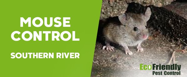 Mouse Control Southern River