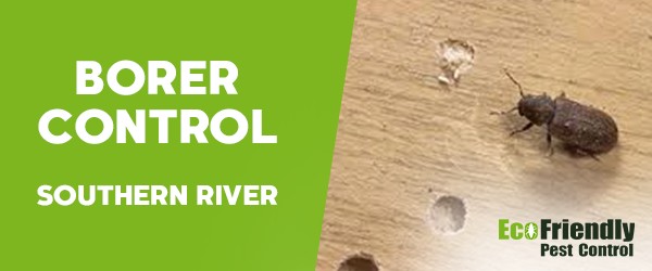 Borer Control Southern River