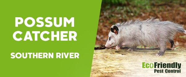 Possum Catcher Southern River