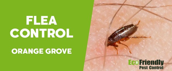 Pest Control Orange Grove