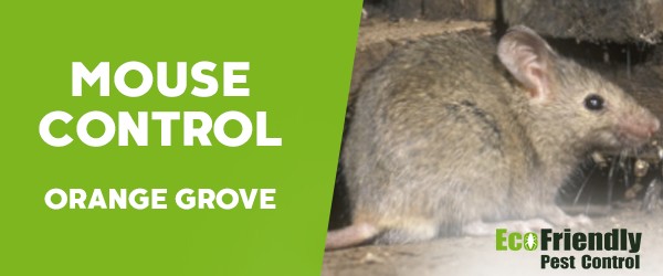 Pest Control Orange Grove