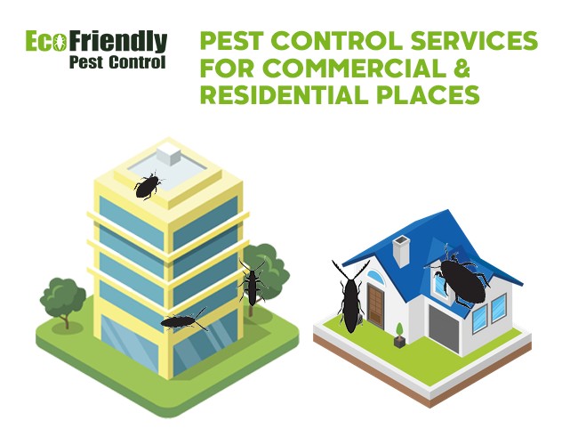 Pest Control Orange Grove