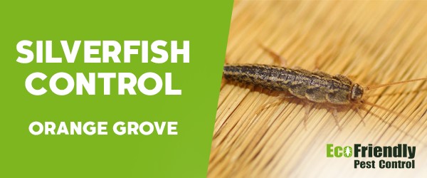Pest Control Orange Grove