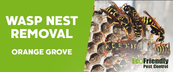 Pest Control Orange Grove