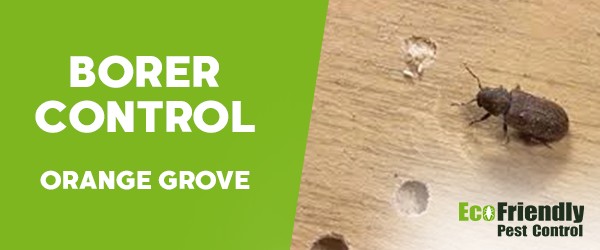 Pest Control Orange Grove