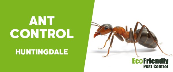 Ant Control  Huntingdale