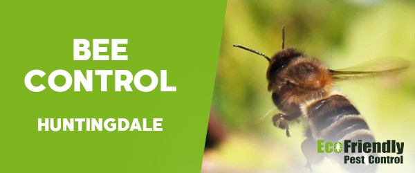 Bee Control  Huntingdale