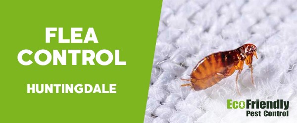 Fleas Control  Huntingdale