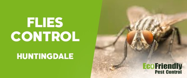 Flies Control  Huntingdale