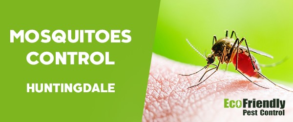 Mosquitoes Control  Huntingdale