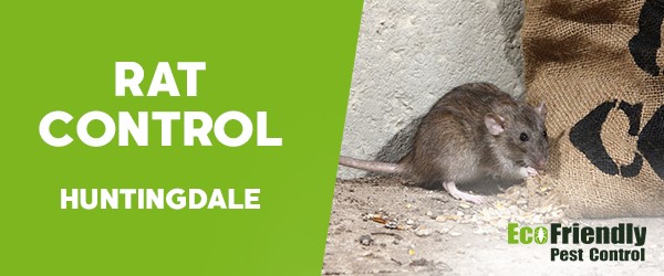 Rat Pest Control  Huntingdale