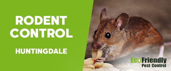 Rodent Treatment  Huntingdale