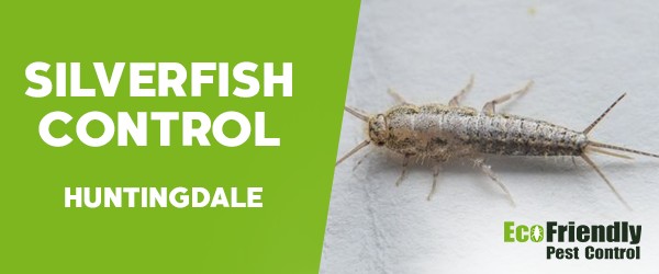 Silverfish Control  Huntingdale